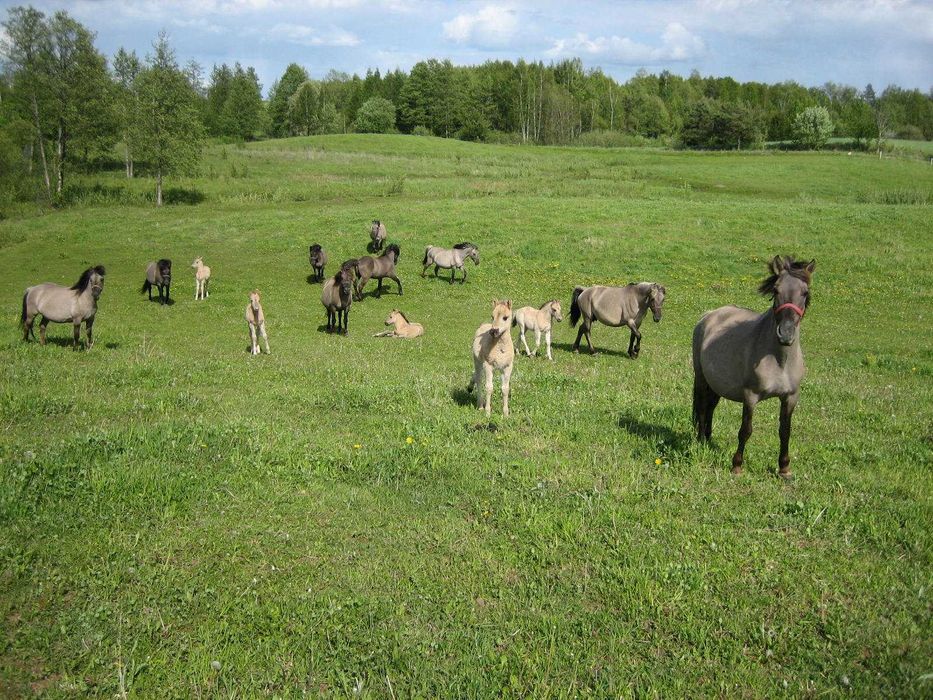 Konik polski - Ogierek
