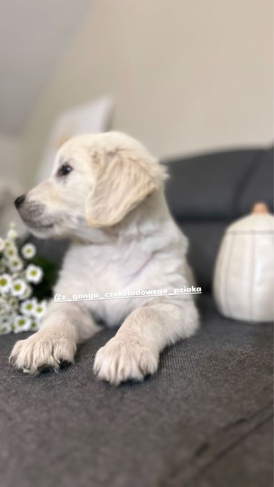 Golden retriever szczeniak suczka biszkoptowa