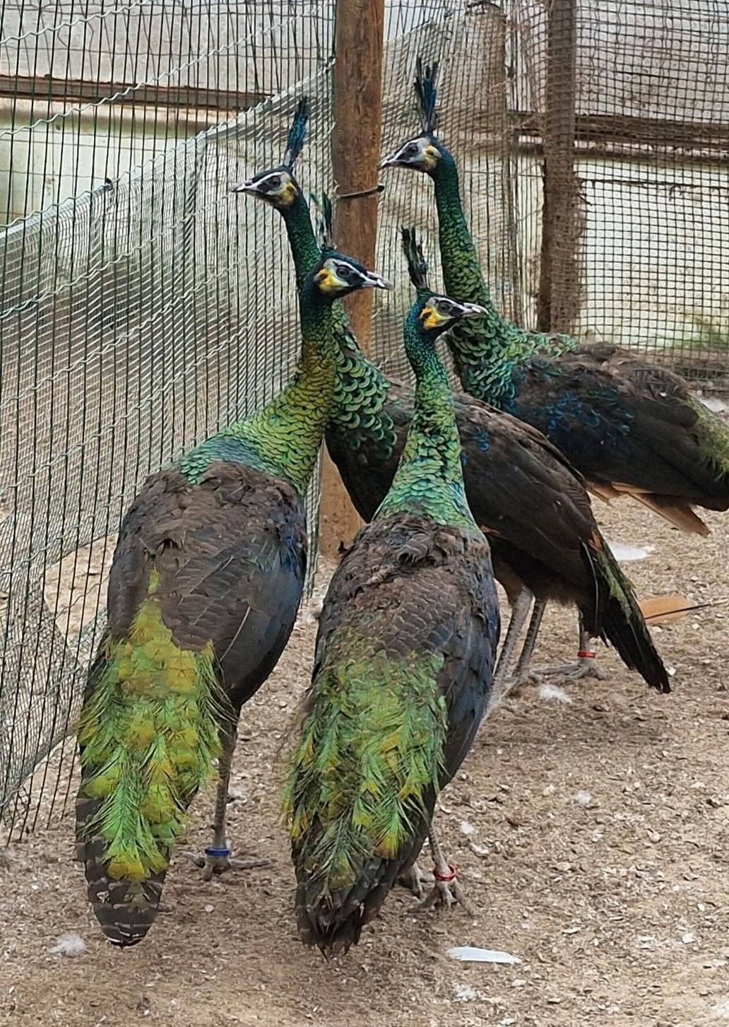 Pavões java muticos imperador
