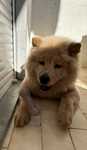 Adoção Responsável – Chow Chow fêmea de 7 meses