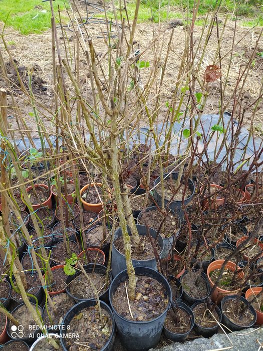 Vendo árvores de romãzeira