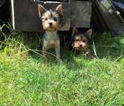 York , Yorkshire Terrier