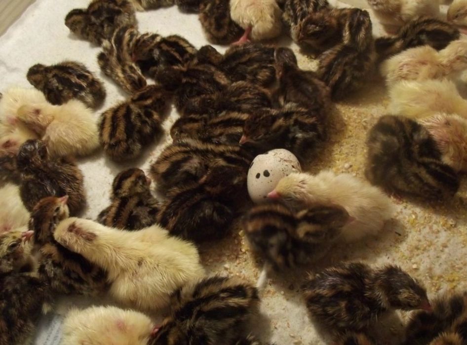 Перепелята добові та місячні - Харків, здорова птиця