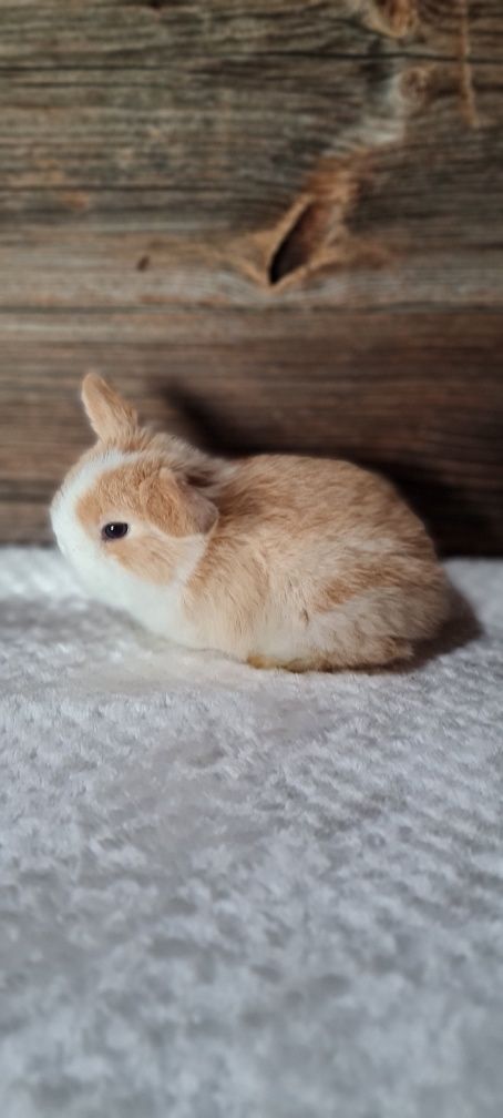 Króliczek Mini Lop Królik Baranek Miniaturka Zarejestrowana Hodowla