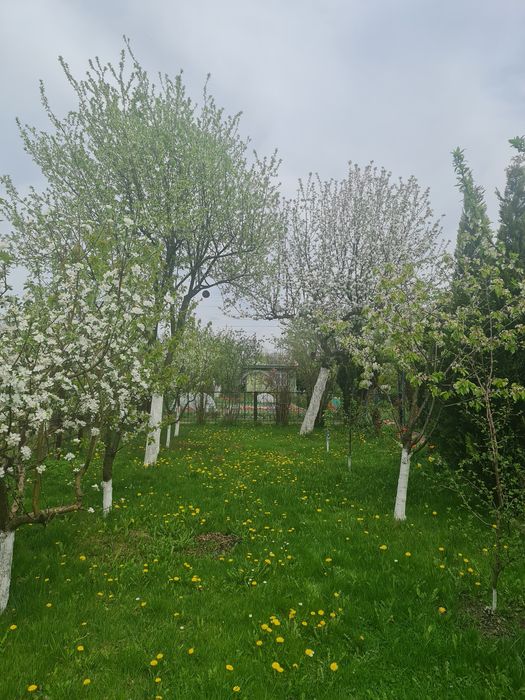 Ogródek działkowy  ROD Jaśmin  . Zabrze