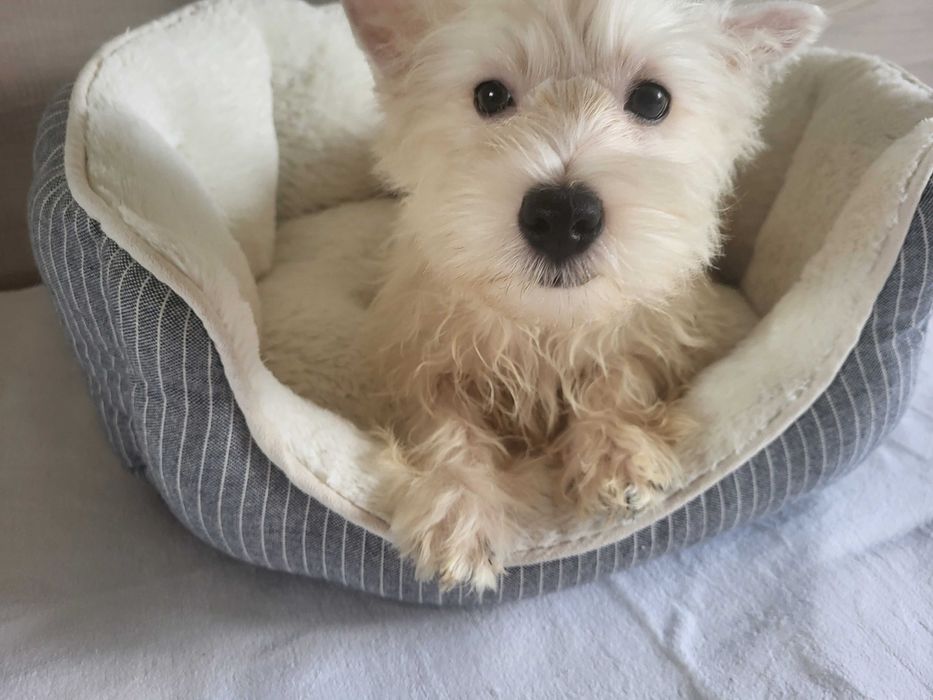 Цуценята Вест Хайленд Уайт Терьер