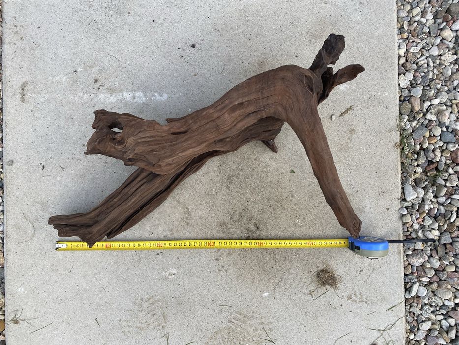 Bardzo duzy korzen mangrowca 60cm