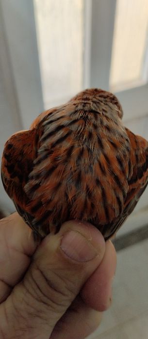 Canários Ágata vermelho nevados