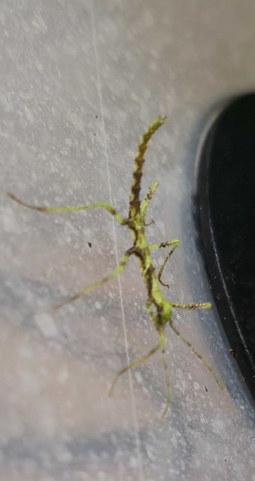 Straszyk Taraxippus samarae
