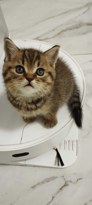 Продам чистокровних кошенят.