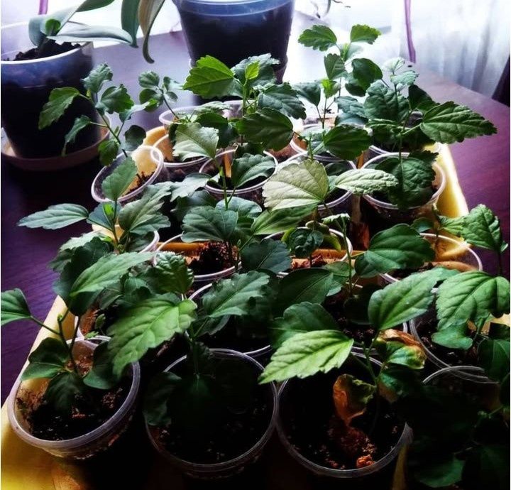 Распродажа!Гибискусы укорененые
