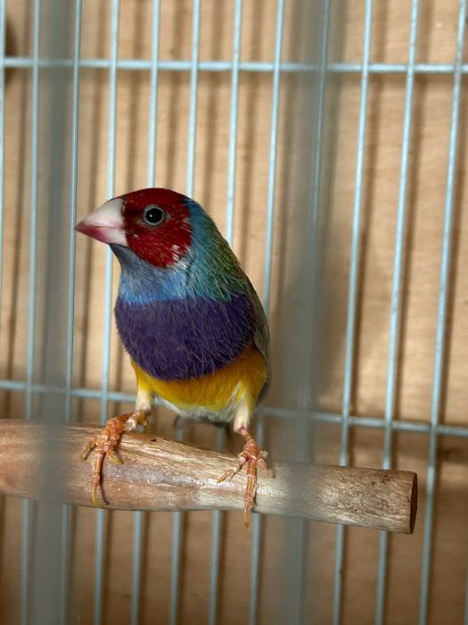 Pássaro Diamante e Babete