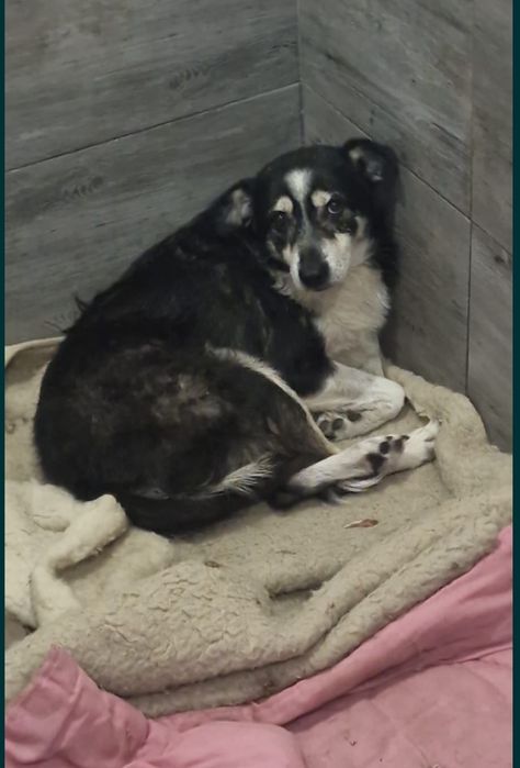 Lili bardzo grzeczna suczka do adopcji.