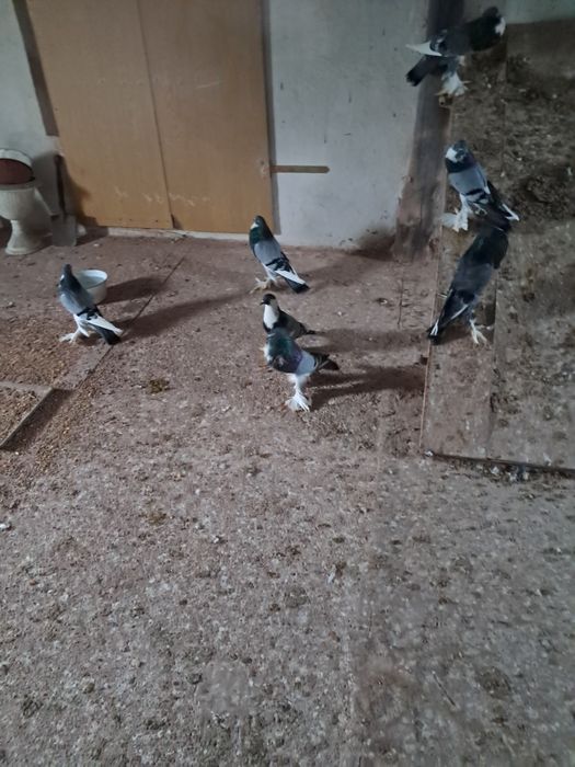 Gołebie Garłacze Pomorskie