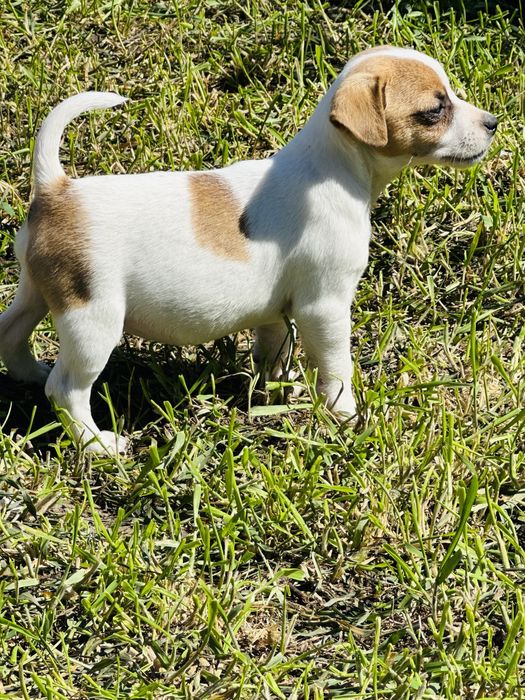 Гладкий мальчик джек рассел терьера 2 месяца