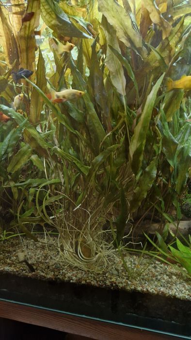 Wyrosniete kryptokoryny vendtii