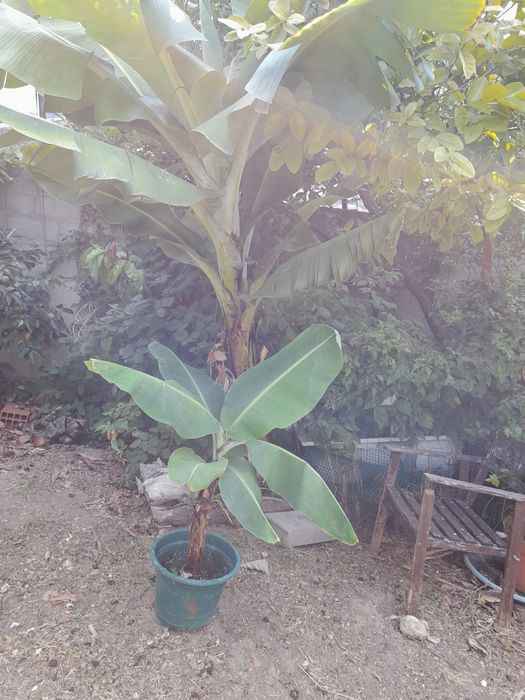 Bananeiras de porte pequeno.