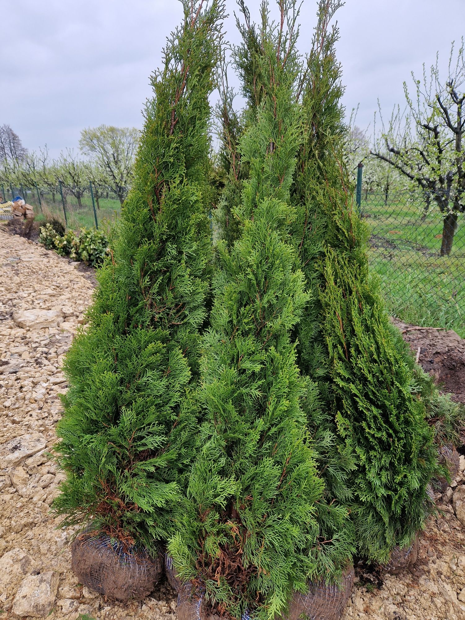 Tuja szmaragd 170 cm, szkółka roślin