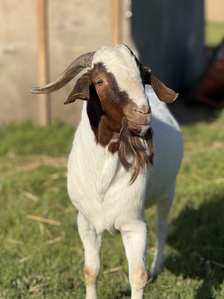 Chibo boer macho