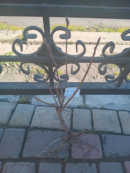 Ірга Канадська крупноплідна і Ханнівуд (трирічні і однорічні саджанці)