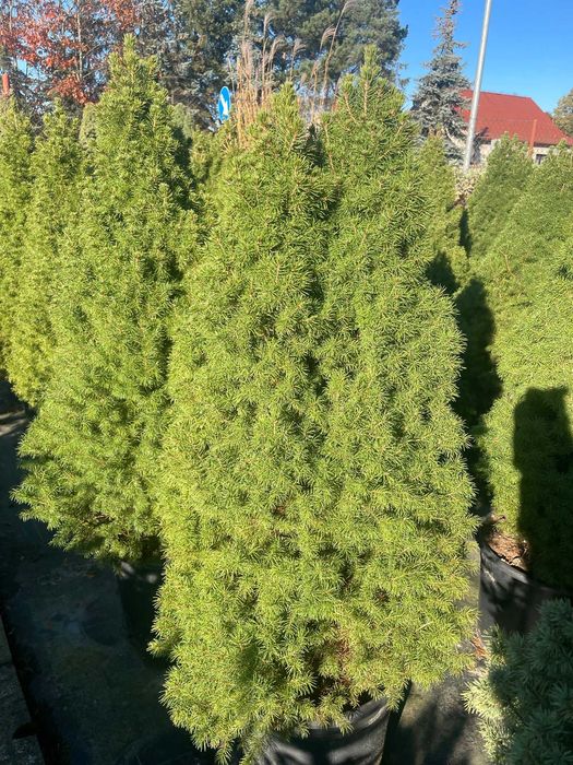 Pinus nigra sosna czarna