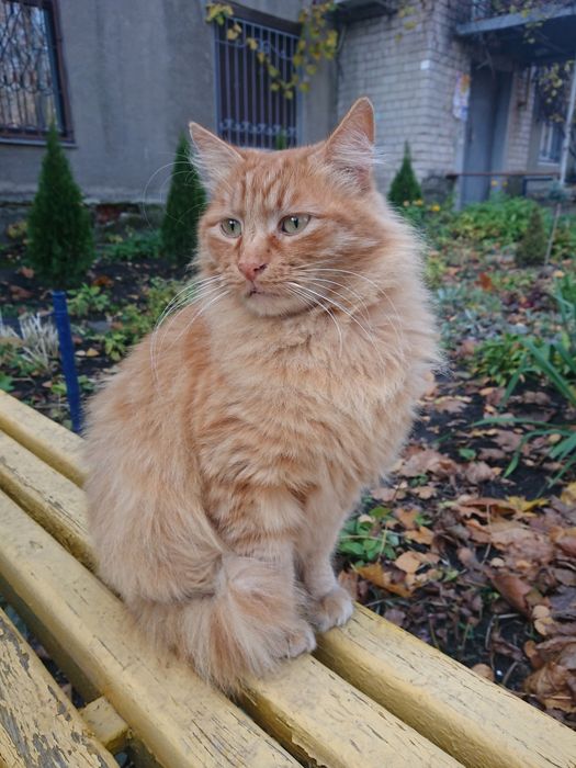 Пушистый рыжий котик ищет дом!