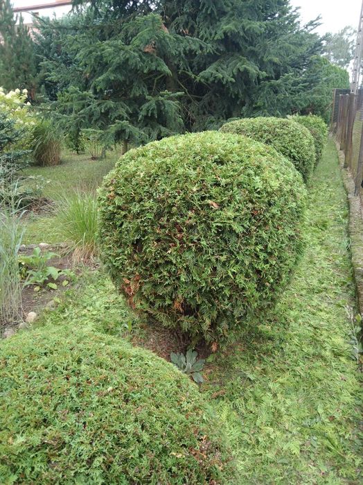 Pracę porządkowe na posesjach