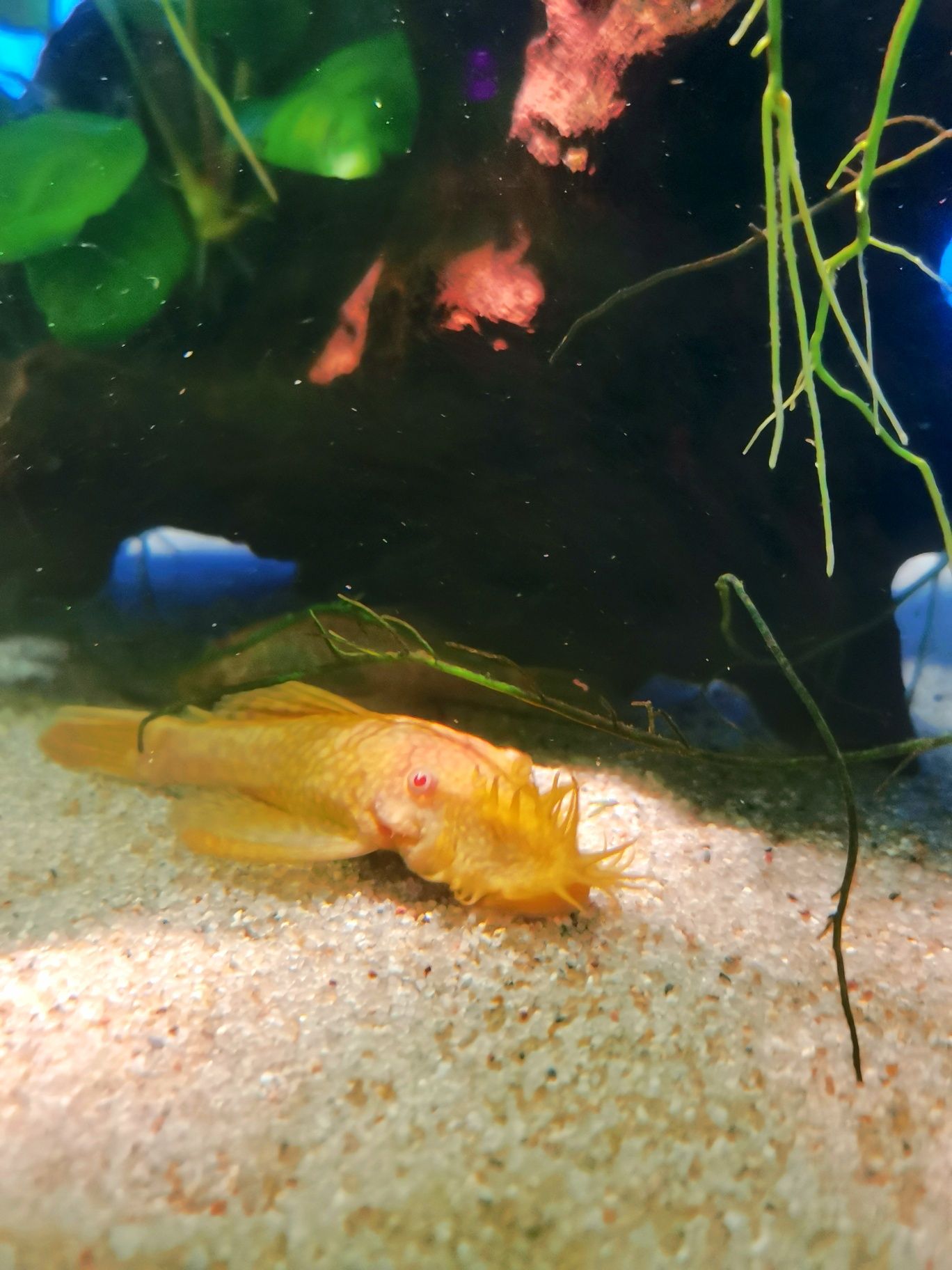 Zbrojnik Ancistrus sp. ALBINO-dorosłe samce oraz młodzież