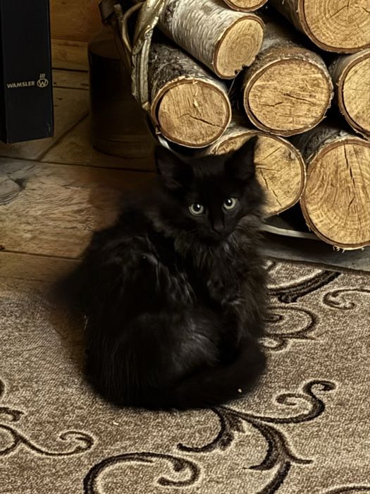 Хлопчик, 2 місяця