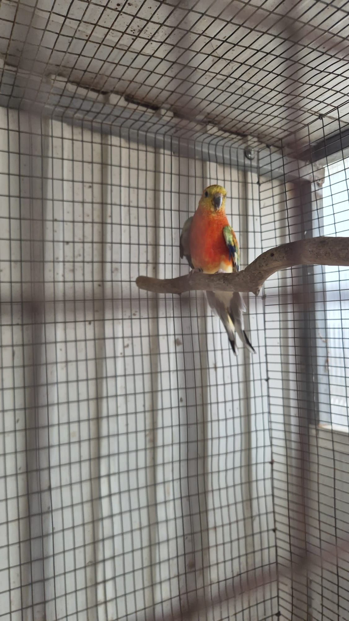 Ring neck, caturras, red rumped