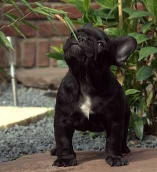 Buldog Francuski CZARNY