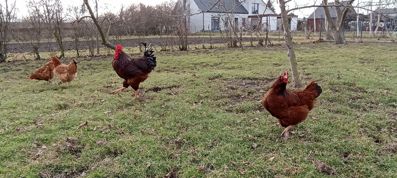 Kogut Rhode Island Red (karmazyn)