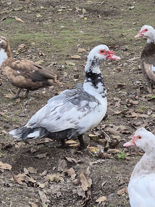 Kaczka, kaczor piżmowe