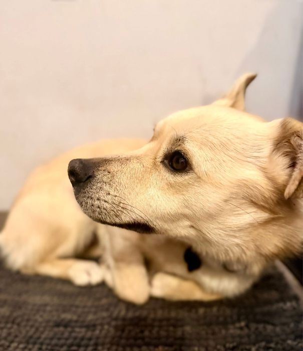 Z cieplego domu do zimnego kojca. Pilna adopcja!!!