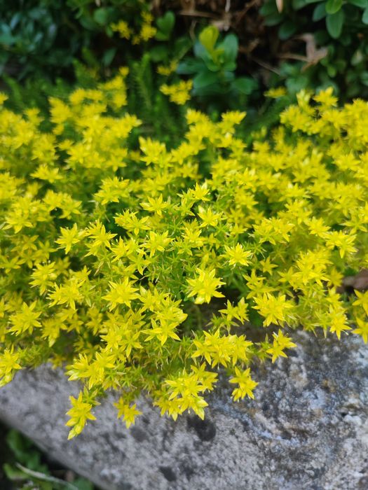 Очиток, седум - 5 видів