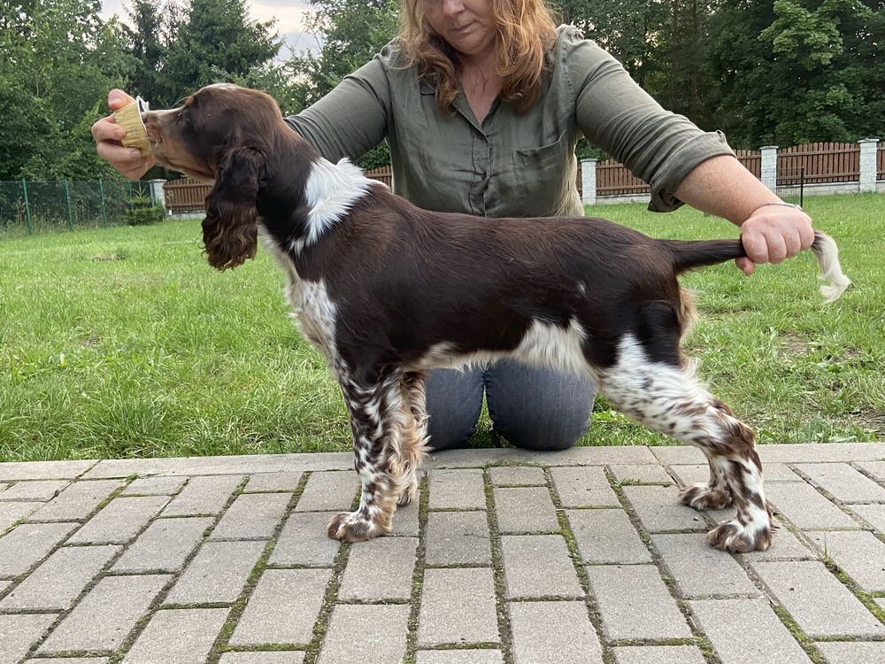 Suczka Springer Spaniel Angielski FCI