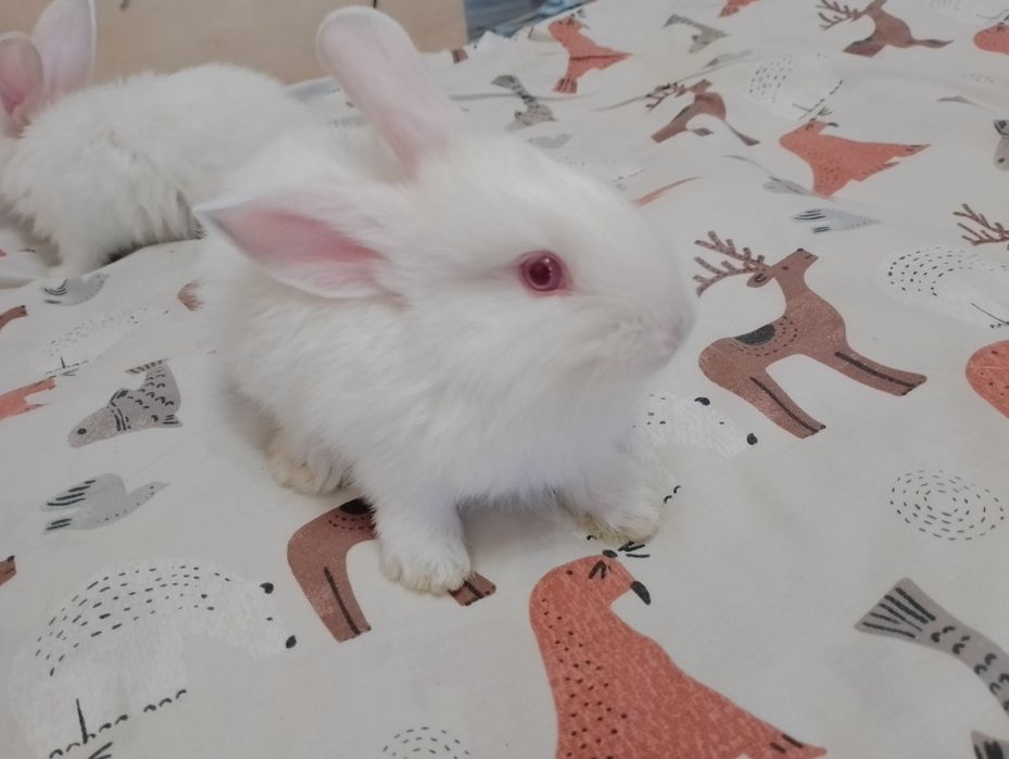 Продам м'ясних кроликів