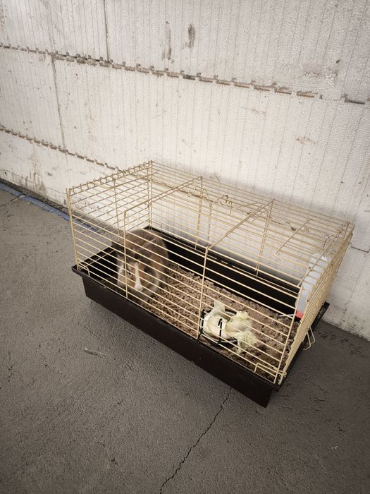 Кролик з кліткою