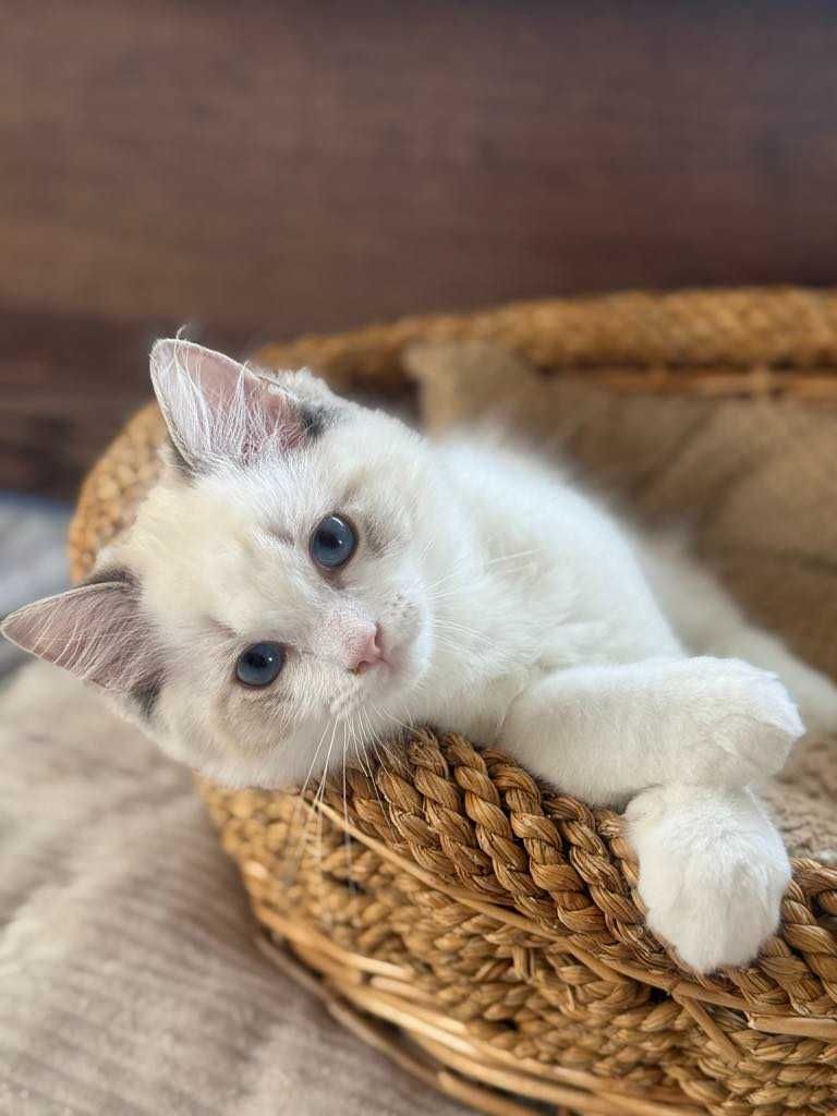 Kocurek Ragdoll pręgowany seal bicolour