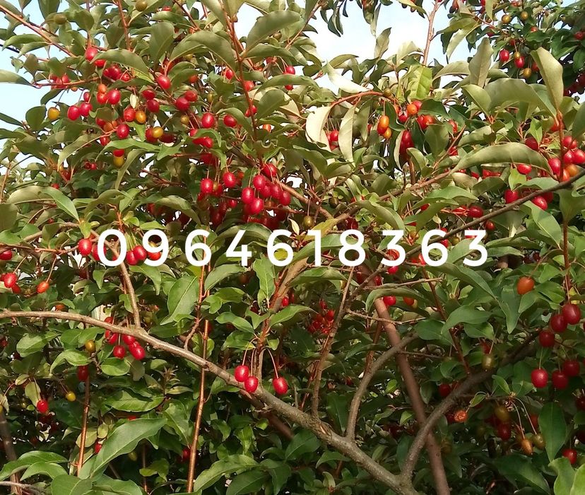 Гумі ірга фундук актинідія