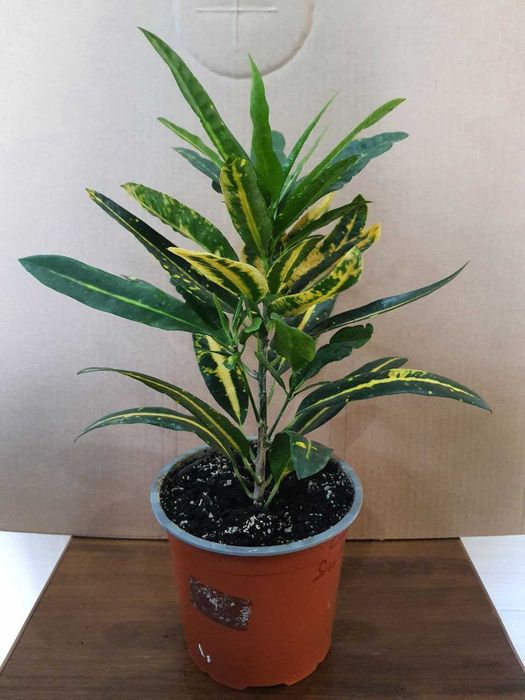 Кротоны  дизиготека аспарагус Фиттония араукария кливия