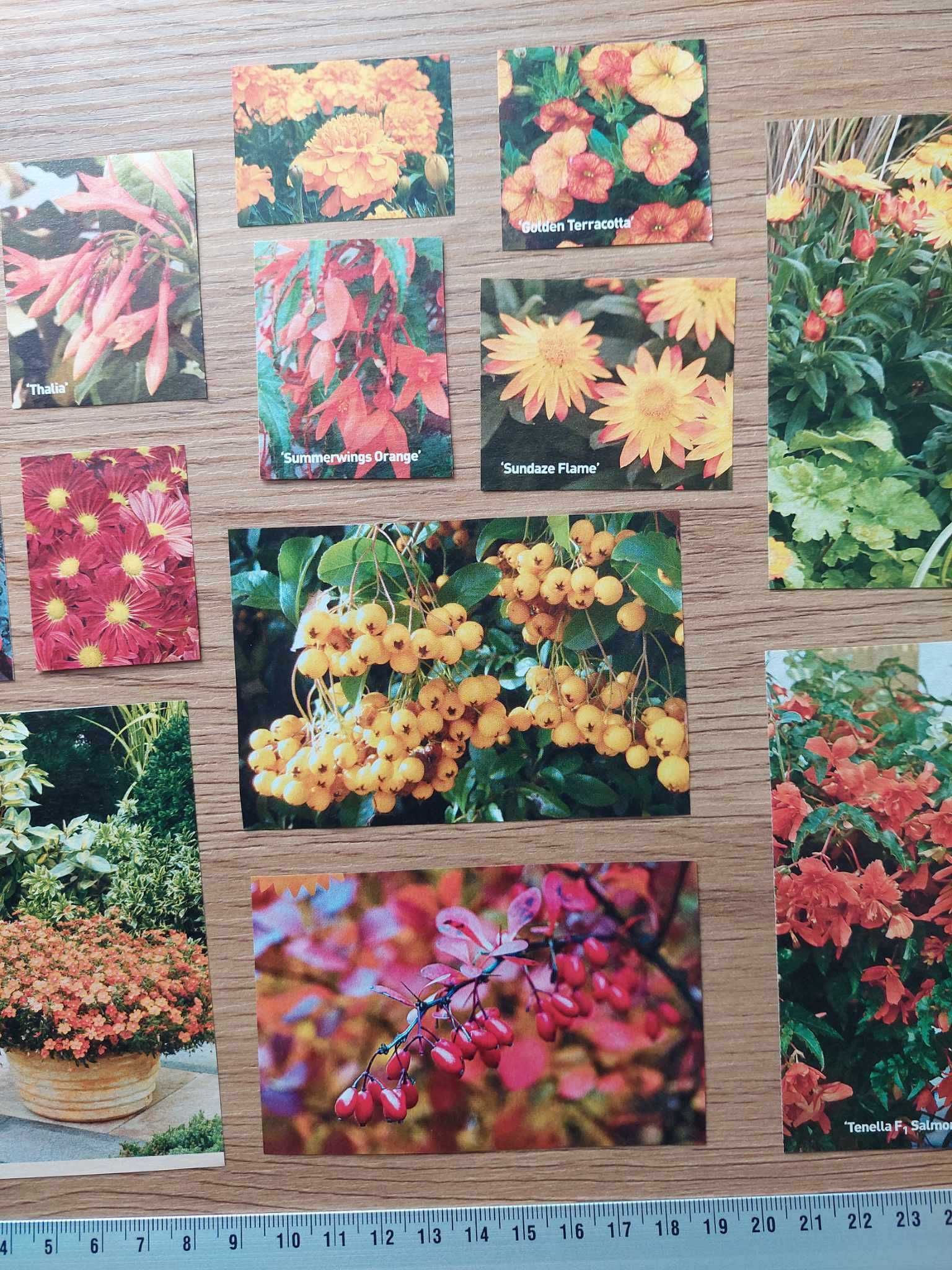 jesienne zdjęcia kwiatów bullet journal scrapbooking prace plastyczne