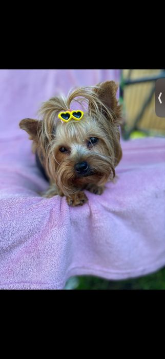 Супер міні йорк терєр