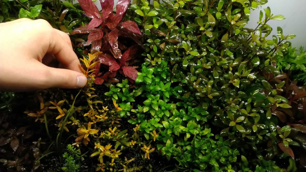 100g Rosahumus nawóz dla każdych roślin