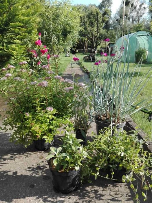 Dzialka ROD Leśnik, Przybyszewskiego