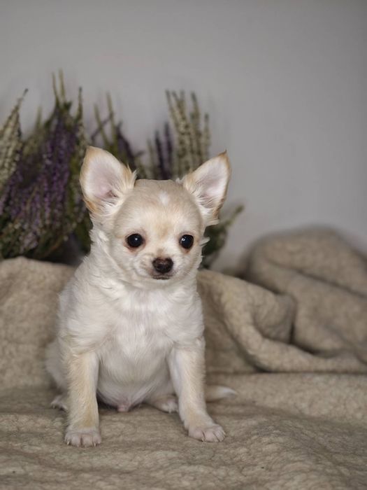 Chihuahua długowłosy piesek ZKwP(FCI)