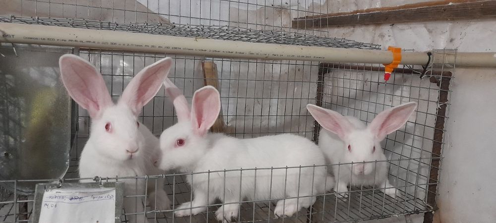 Продаю кролі термонська біла.