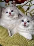 Kocurek Ragdoll - puchata lalka