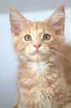 Maine coon kocurek Nuka