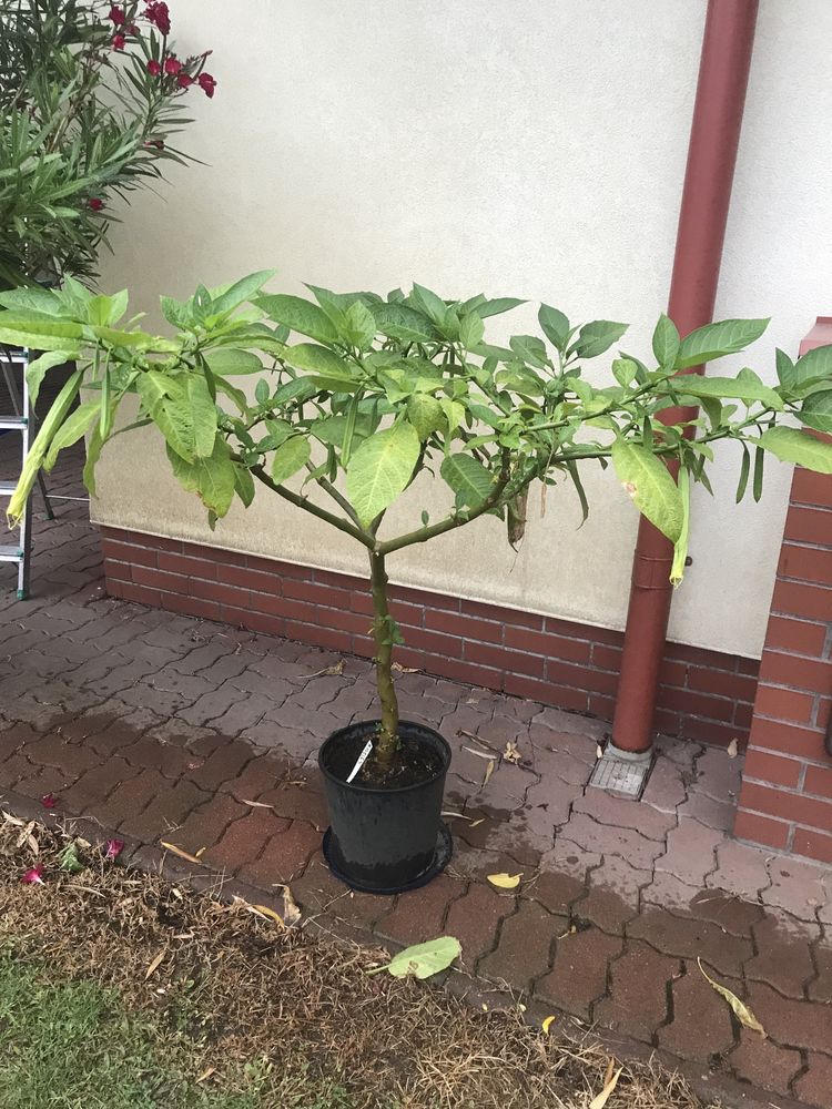Datura duza kwiat pojedynczy morelowa ,rozowa